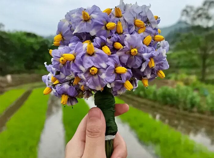 Khoai t&acirc;y mọc mầm h&atilde;y cho v&agrave;o khay nước, v&agrave;i tuần sau hoa nở đẹp mỹ miều - Ảnh 1.