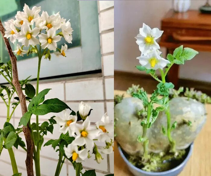 Khoai t&acirc;y mọc mầm h&atilde;y cho v&agrave;o khay nước, v&agrave;i tuần sau hoa nở đẹp mỹ miều - Ảnh 6.