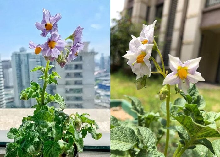 Khoai t&acirc;y mọc mầm h&atilde;y cho v&agrave;o khay nước, v&agrave;i tuần sau hoa nở đẹp mỹ miều - Ảnh 7.