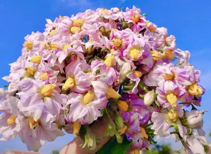 Khoai t&acirc;y mọc mầm h&atilde;y cho v&agrave;o khay nước, v&agrave;i tuần sau hoa nở đẹp mỹ miều - Ảnh 8.