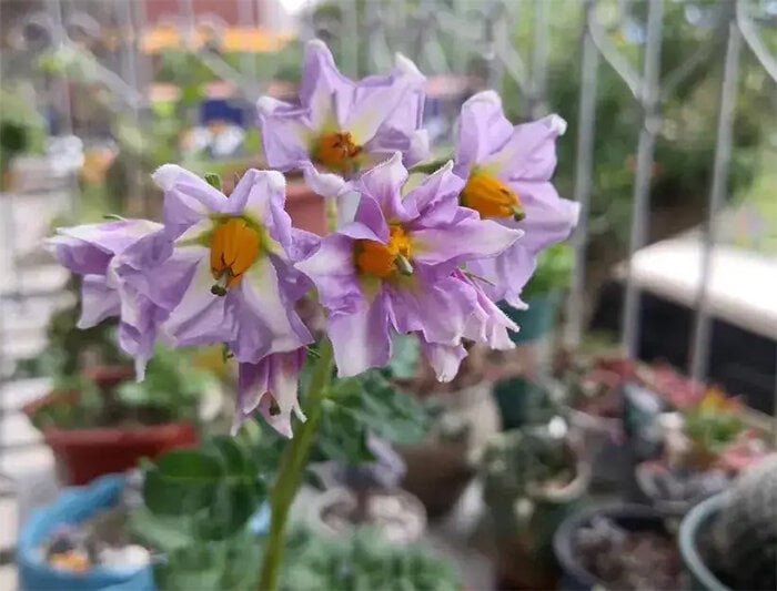 Khoai t&acirc;y mọc mầm h&atilde;y cho v&agrave;o khay nước, v&agrave;i tuần sau hoa nở đẹp mỹ miều - Ảnh 4.