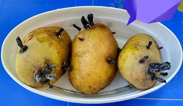 Khoai t&acirc;y mọc mầm h&atilde;y cho v&agrave;o khay nước, v&agrave;i tuần sau hoa nở đẹp mỹ miều - Ảnh 2.