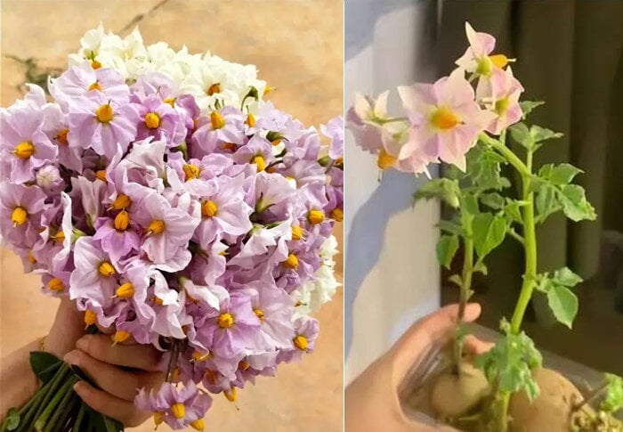 Khoai t&acirc;y mọc mầm h&atilde;y cho v&agrave;o khay nước, v&agrave;i tuần sau hoa nở đẹp mỹ miều - Ảnh 9.