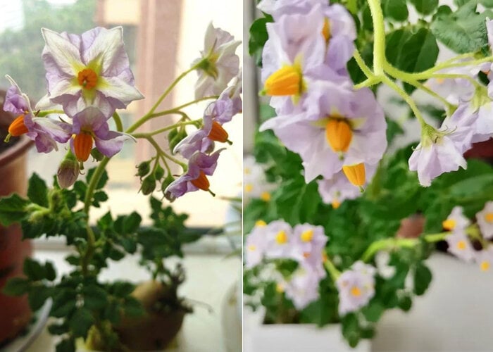 Khoai t&acirc;y mọc mầm h&atilde;y cho v&agrave;o khay nước, v&agrave;i tuần sau hoa nở đẹp mỹ miều - Ảnh 5.