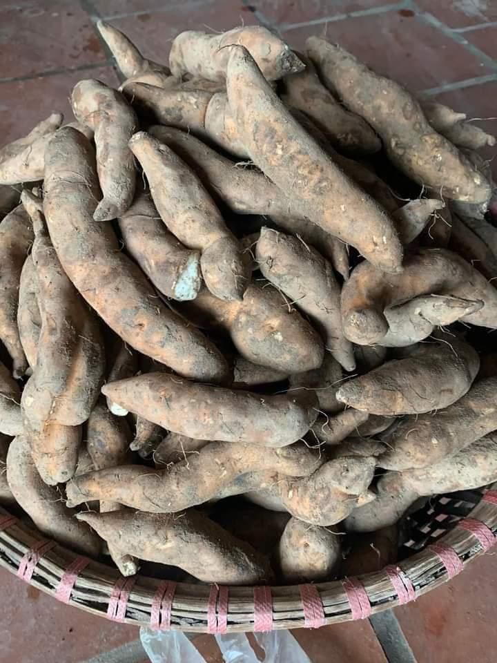 Ngỡ ngàng vị ngon khoai lang Bái Thượng - Ảnh 2.
