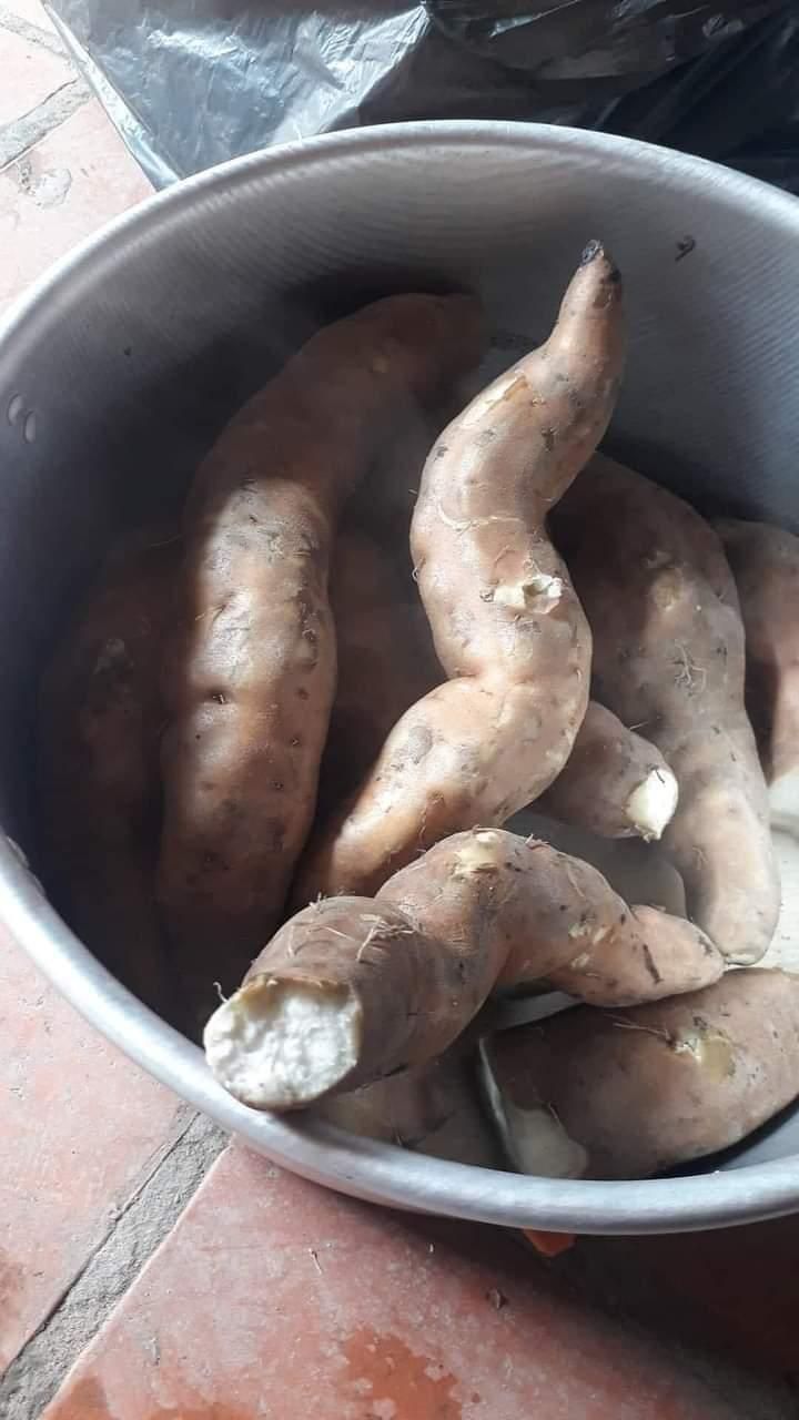 Ngỡ ngàng vị ngon khoai lang Bái Thượng - Ảnh 3.