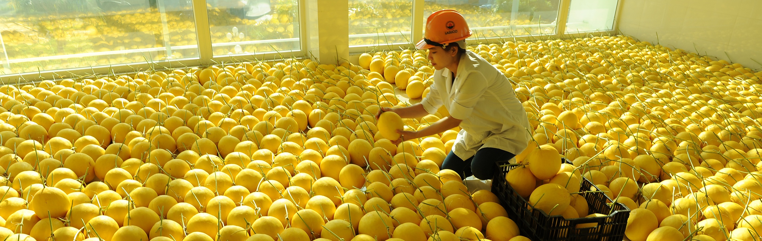 Nguyên liệu sạch và tươi ngon từ mô hình sản xuất nông nghiệp công nghệ cao: Dưa vàng bao tử đang được chị em nội trợ yêu thích - Ảnh 2.