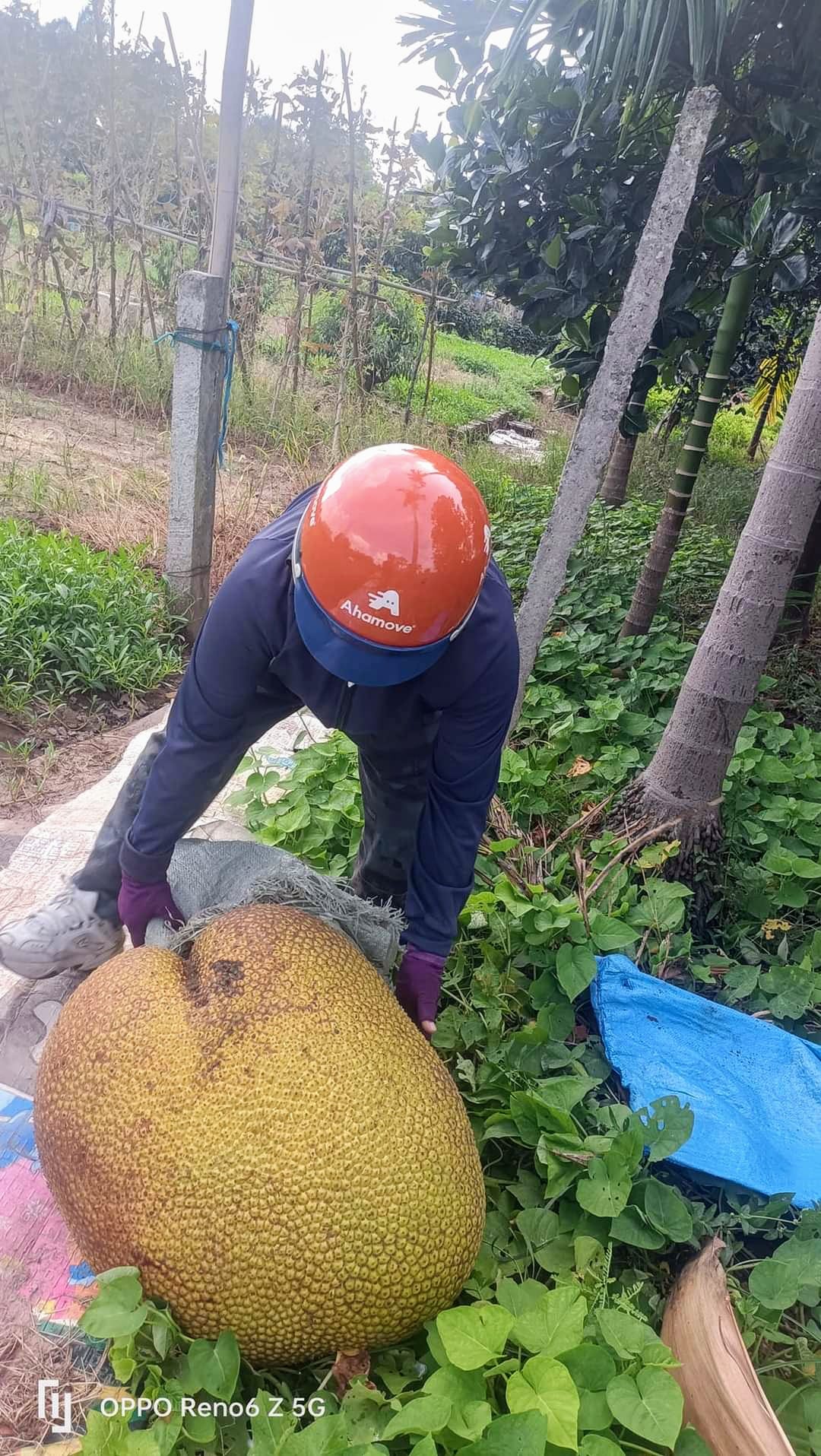 Xuất hiện quả mít khủng ở Hà Nội, hai người bê “vẹo sườn”, bổ ra mới ngỡ ngàng - Ảnh 2.