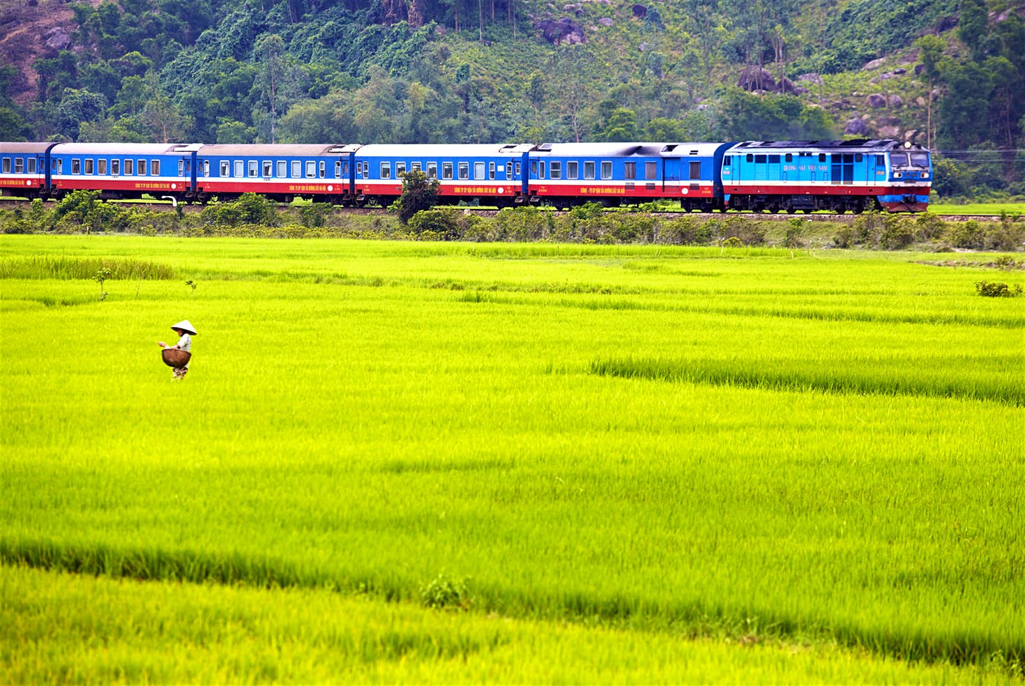 emerald-green-rice-paddies-17230143860411842335330-1723025623137-17230256247211630107316.jpg