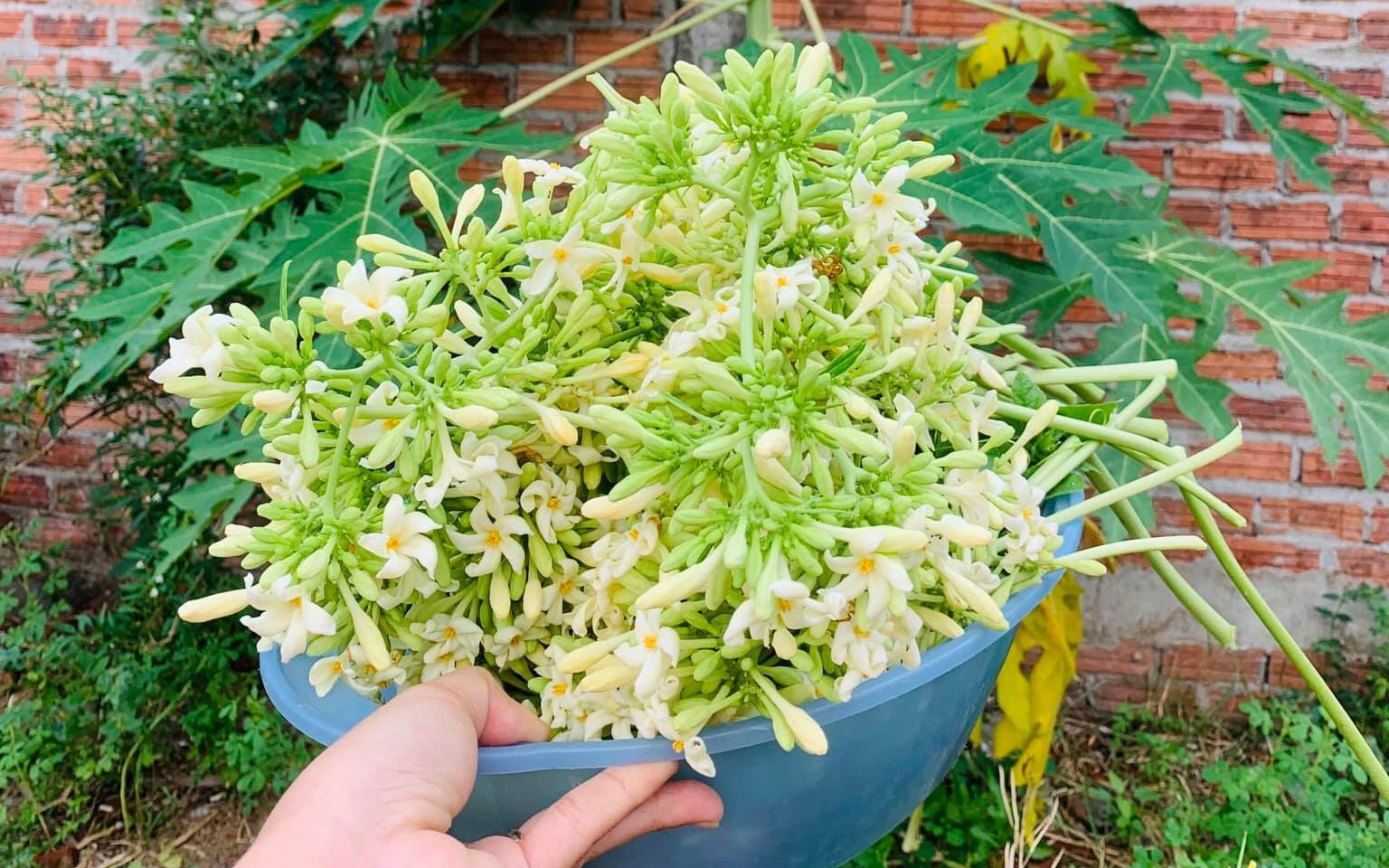 Ung thư di căn, gan suy yếu sau khi uống nước hoa đu đủ đực: 3 
