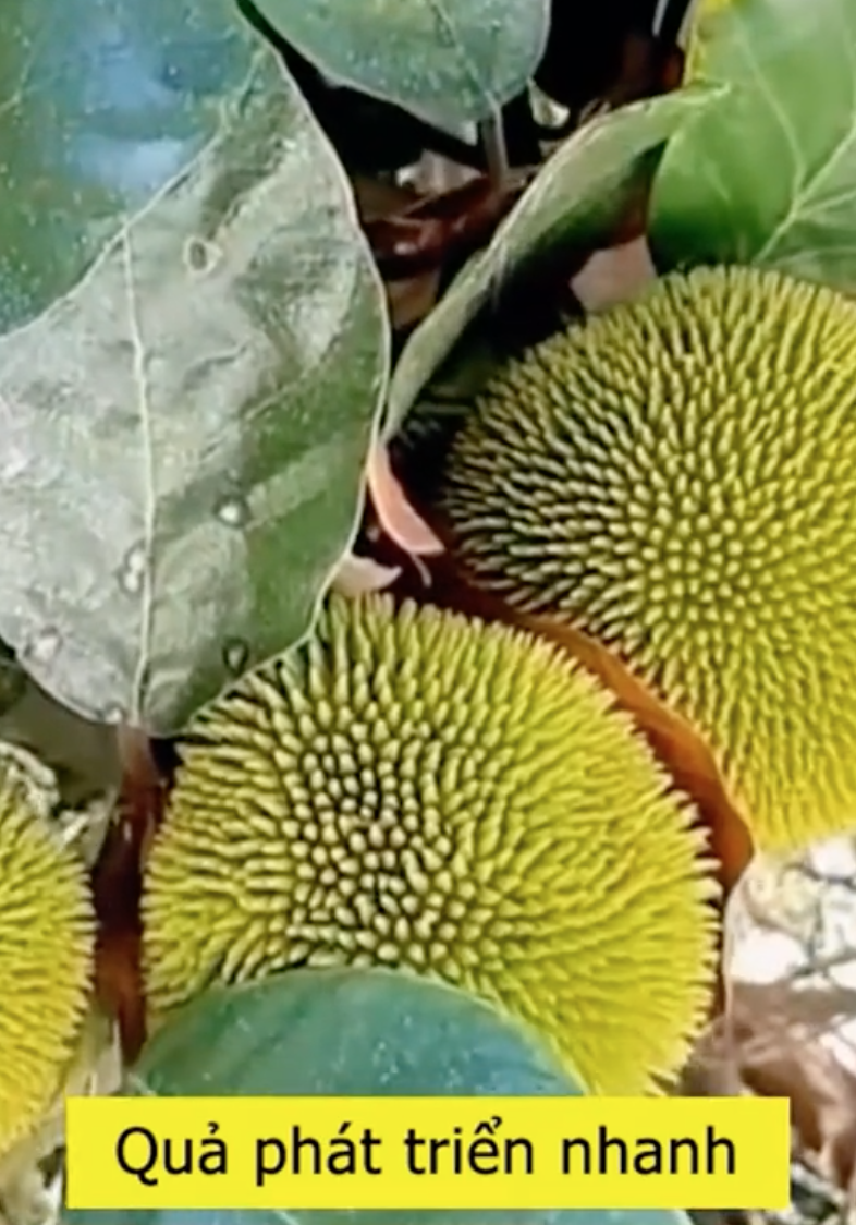 Loại mít 