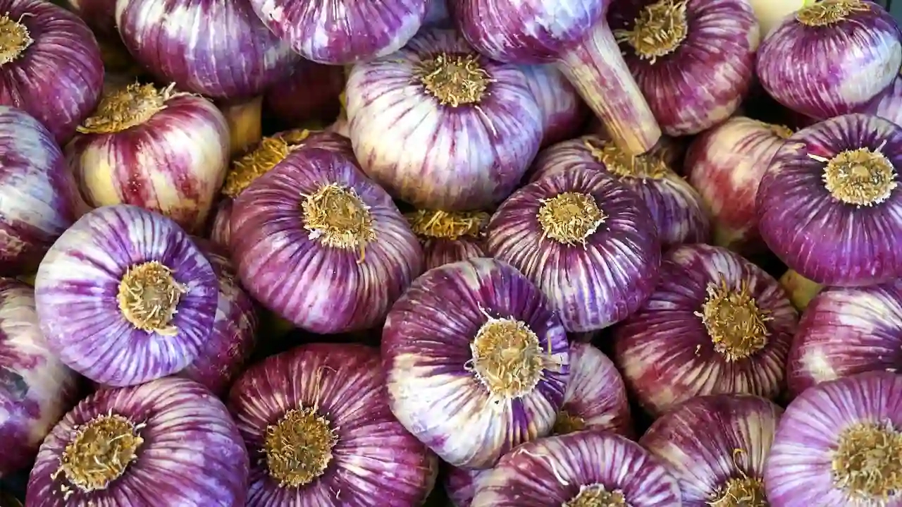 garlic-1726068167229-17260681691221978961964.jpg