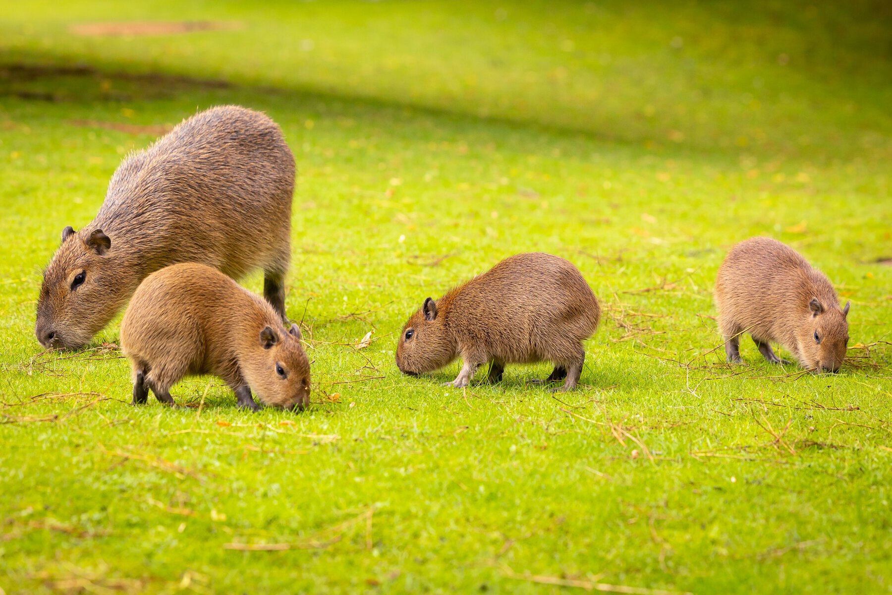 Chuột Capybara có gì mà khiến tụi nhỏ mê mẩn: Từ gấu bông, kẹp tóc, bình sữa, sticker được các em bé săn lùng - Ảnh 3.