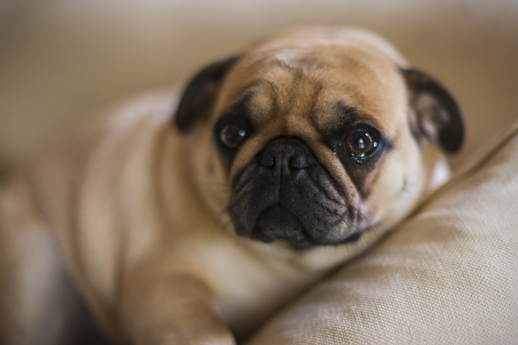 pug-laying-down-indoors-looking-sad-1726714579466-17267145797701520292711-1726717940518-1726717940823890595988-1726721525033-1726721525188522242641.jpg