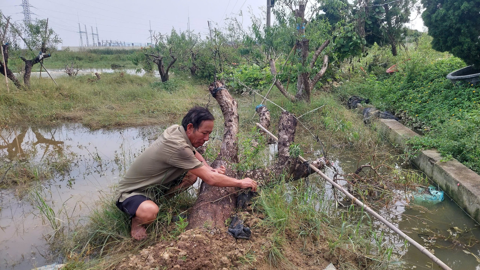 Hải Phòng: Thủ phủ đào cảnh “khóc ròng” sau bão - Ảnh 1.