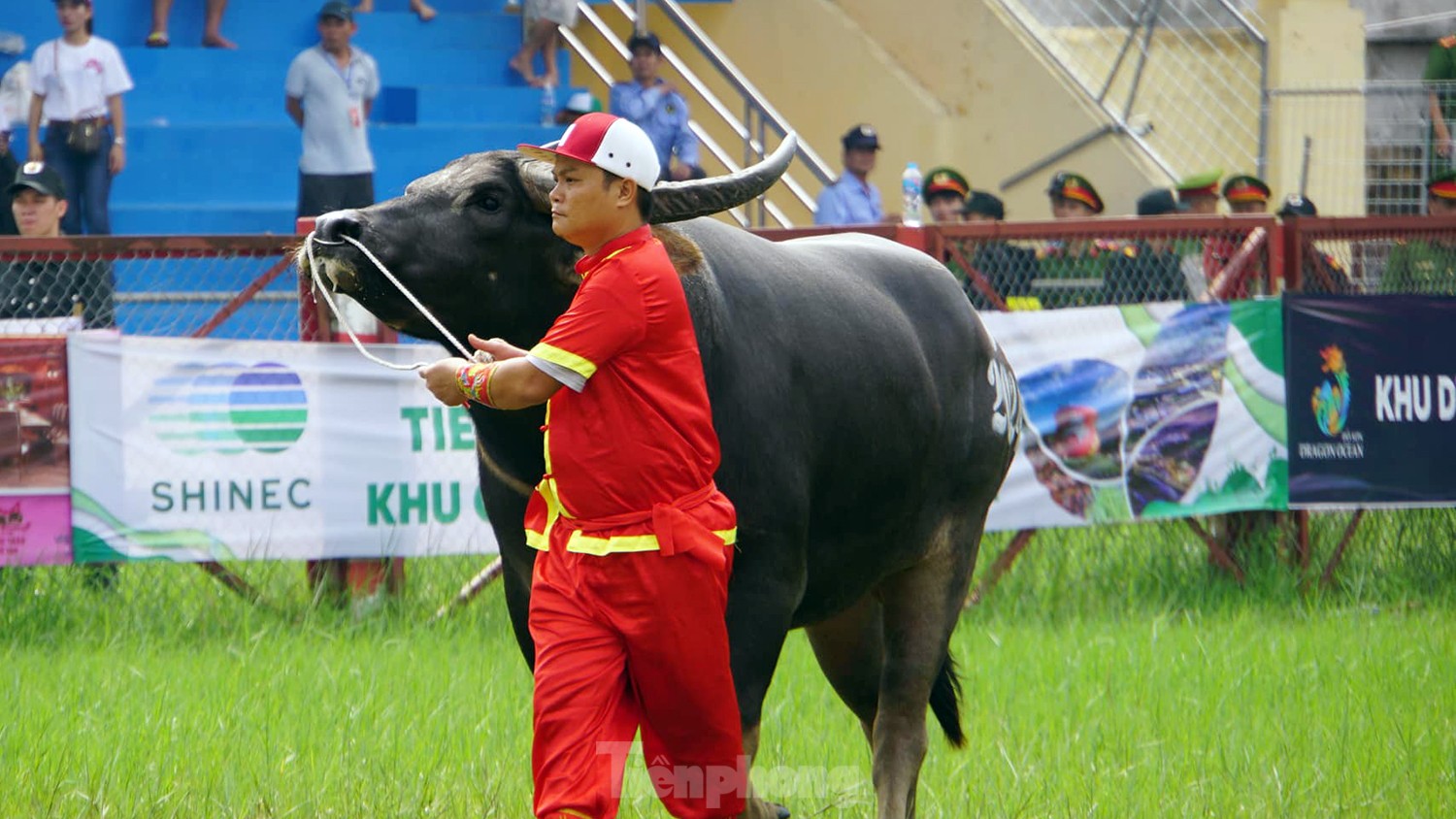 Hàng vạn người đổ về Đồ Sơn xem chọi trâu - Ảnh 4.