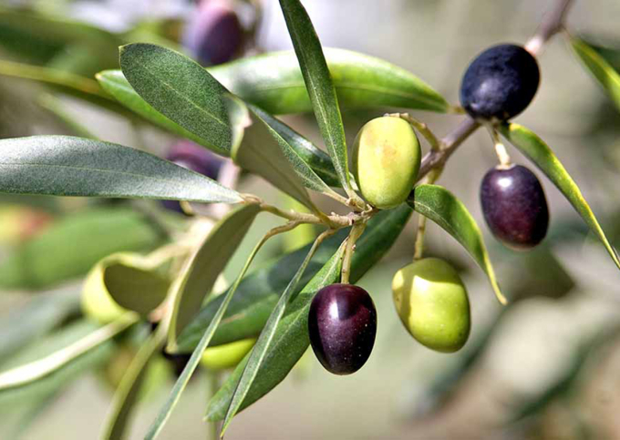 olivefruitplant1200x630-1628-1727141250900-17271412511062087745780.jpg