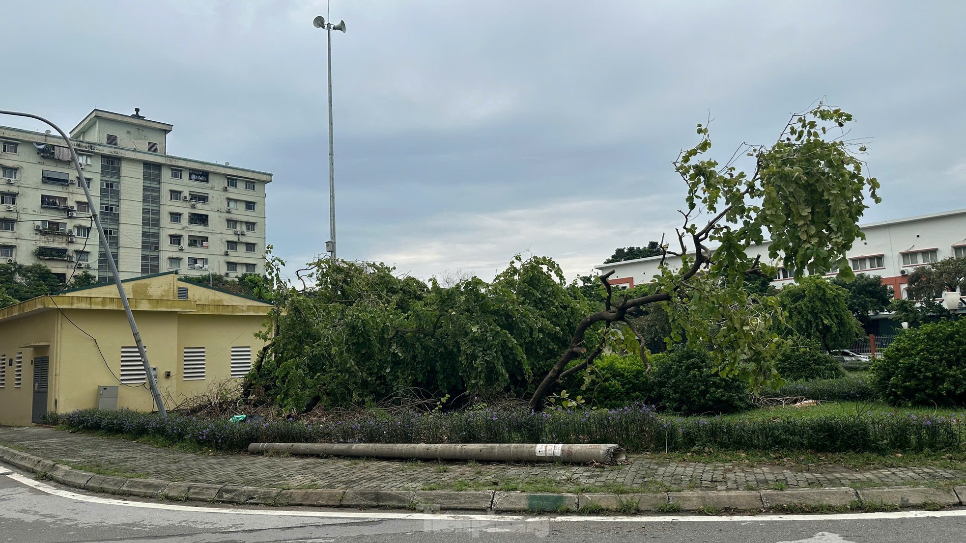 Hà Nội: Người dân khu đô thị ngỡ ngàng vì loạt cây xanh sống sót sau bão bị đốn hạ - Ảnh 12.