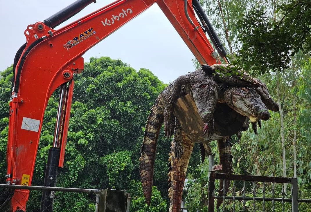 Thái Lan: Sợ cá sấu xổng chuồng khi lũ lụt, chủ trại &quot;xử lý&quot; cả đàn- Ảnh 1.