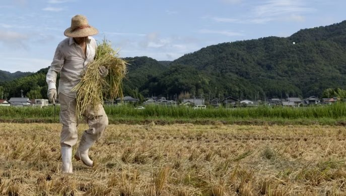 Bi hài Nhật Bản: Quá đông du khách dẫn đến thiếu gạo, siêu thị phải giới hạn số gạo mỗi người được mua, khủng hoảng chưa từng có trong nhiều thập kỷ - Ảnh 3.