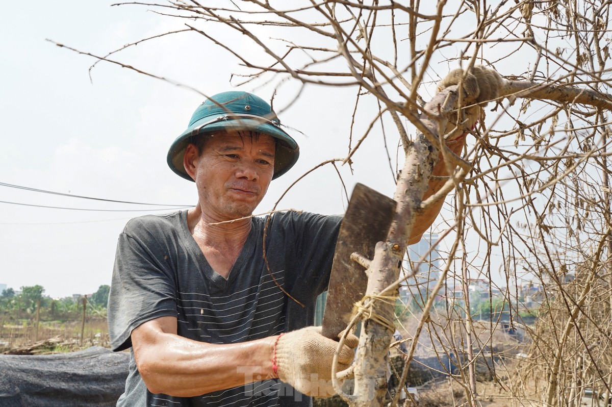 Người dân khóc nghẹn khi đốt từng gốc cây, nỗ lực &quot;hồi sinh&quot; làng đào Nhật Tân sau bão lũ - Ảnh 8.