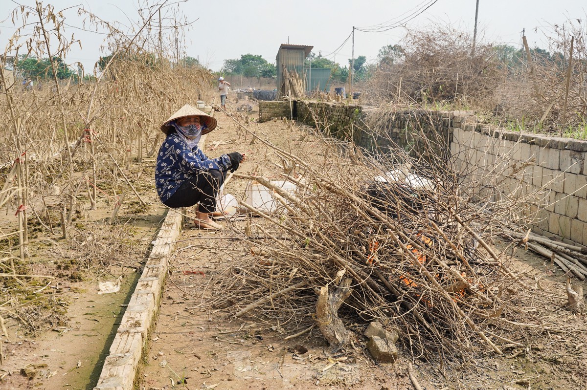 Người dân khóc nghẹn khi đốt từng gốc cây, nỗ lực &quot;hồi sinh&quot; làng đào Nhật Tân sau bão lũ - Ảnh 9.