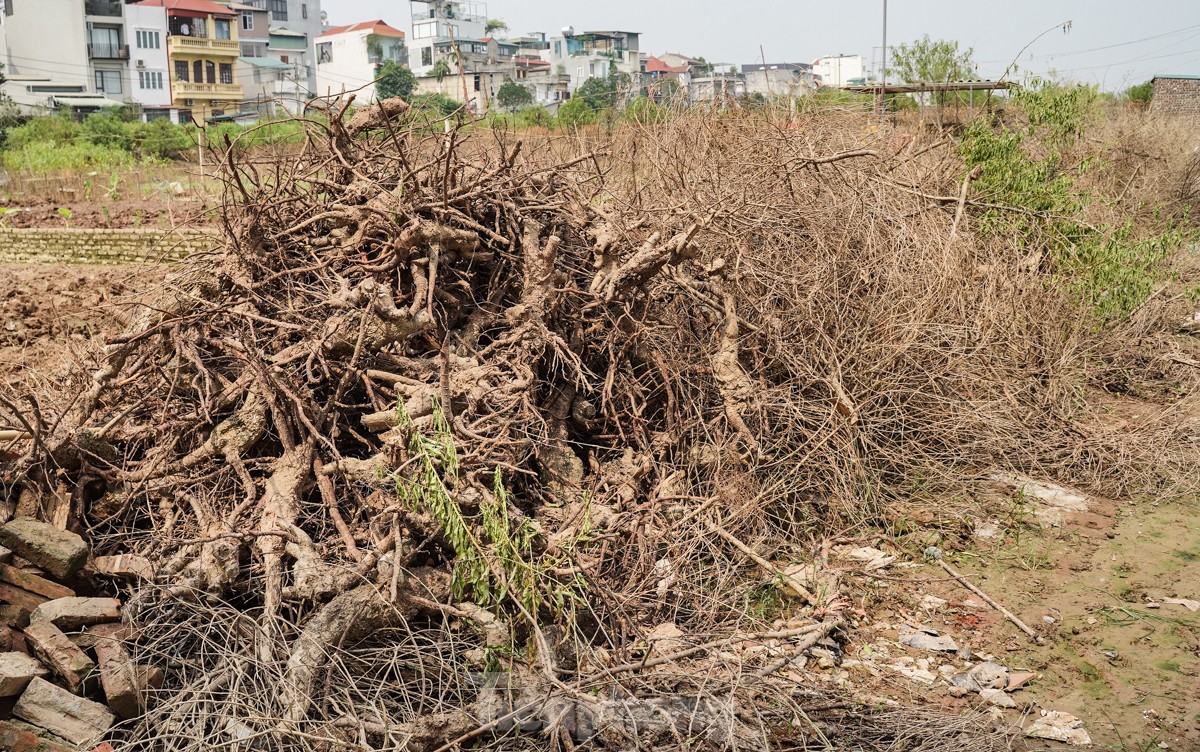 Người dân khóc nghẹn khi đốt từng gốc cây, nỗ lực &quot;hồi sinh&quot; làng đào Nhật Tân sau bão lũ - Ảnh 11.