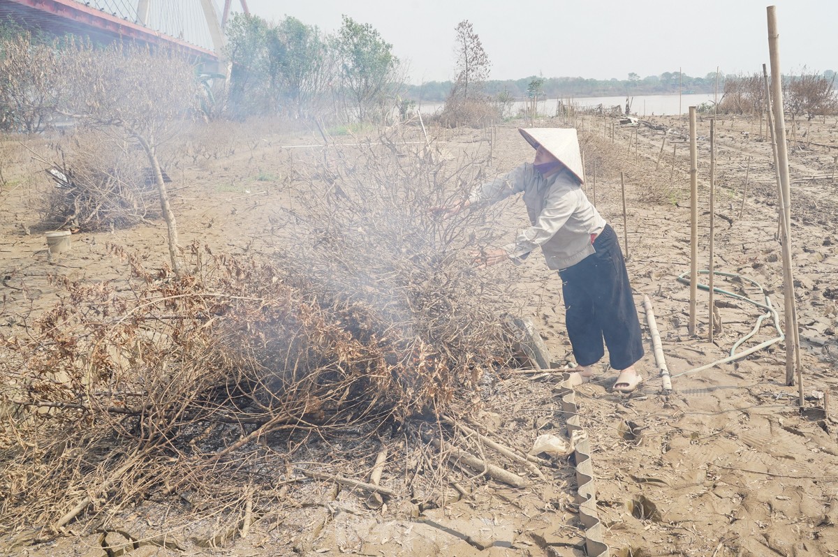 Người dân khóc nghẹn khi đốt từng gốc cây, nỗ lực &quot;hồi sinh&quot; làng đào Nhật Tân sau bão lũ - Ảnh 3.