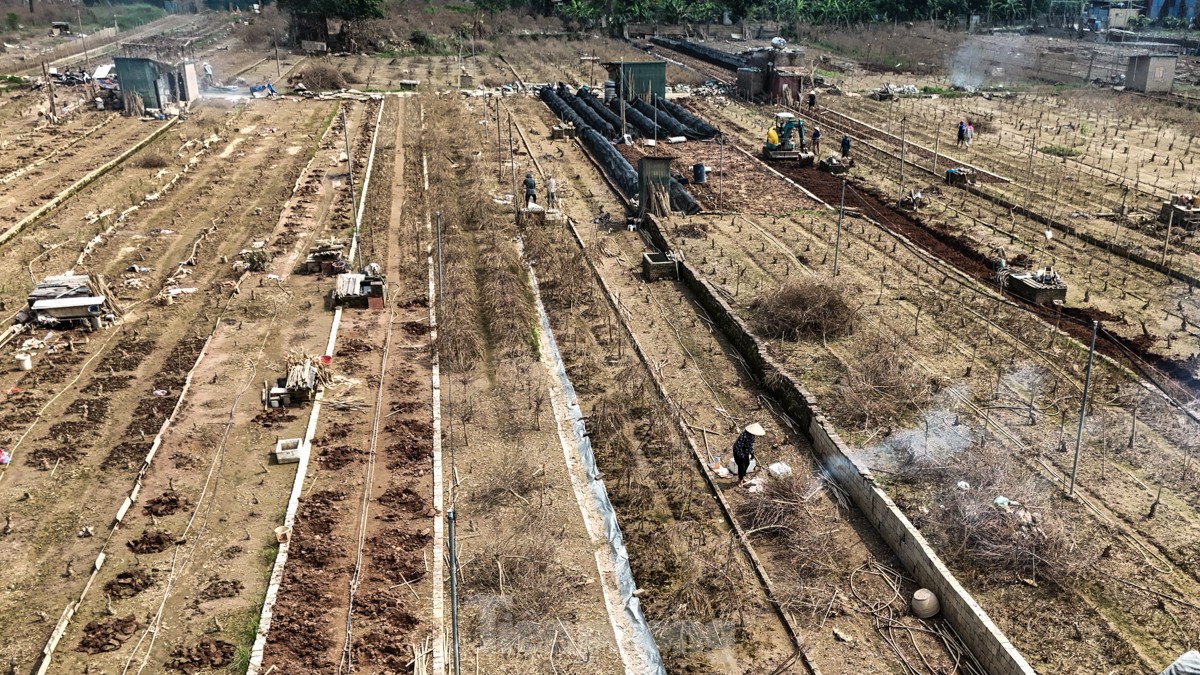 Người dân khóc nghẹn khi đốt từng gốc cây, nỗ lực &quot;hồi sinh&quot; làng đào Nhật Tân sau bão lũ - Ảnh 2.