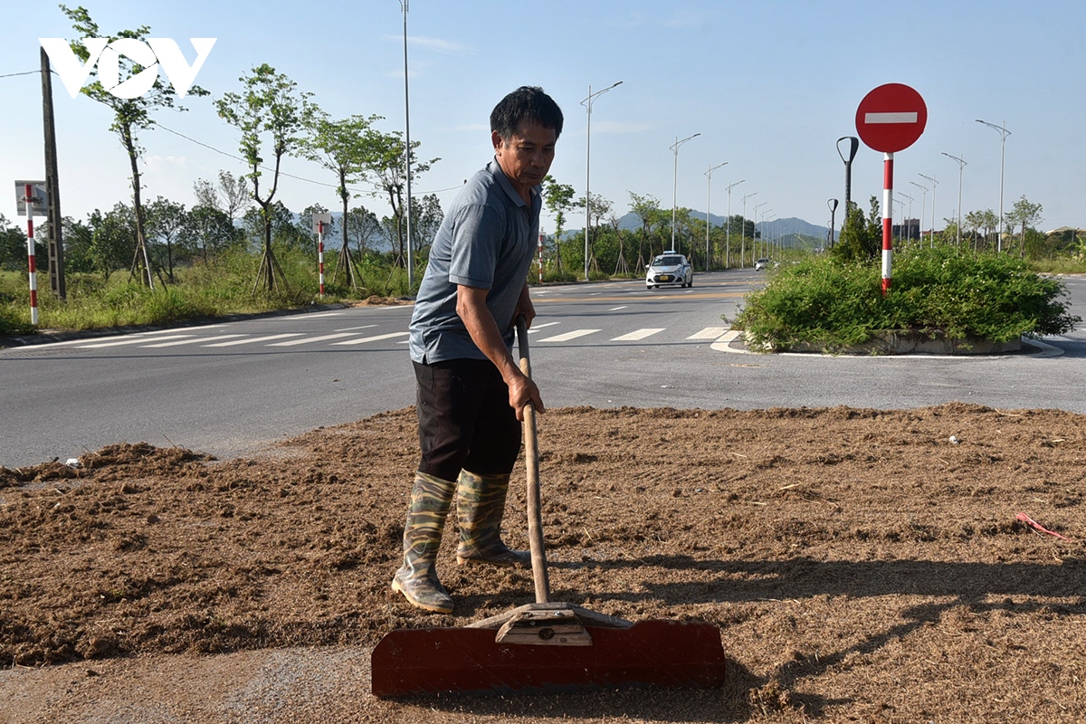 Xót xa nông dân gặt thóc thối mọc mầm phơi đầy đường ở ngoại thành Hà Nội - Ảnh 6.