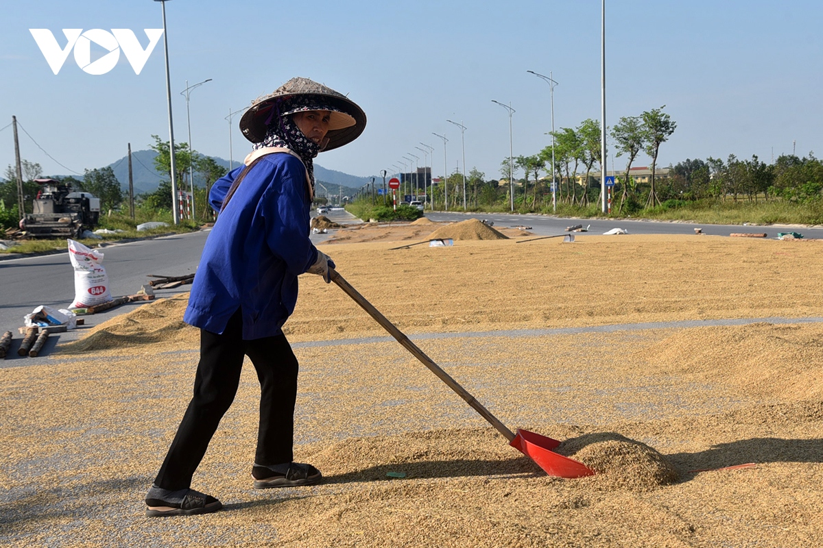 Xót xa nông dân gặt thóc thối mọc mầm phơi đầy đường ở ngoại thành Hà Nội - Ảnh 5.