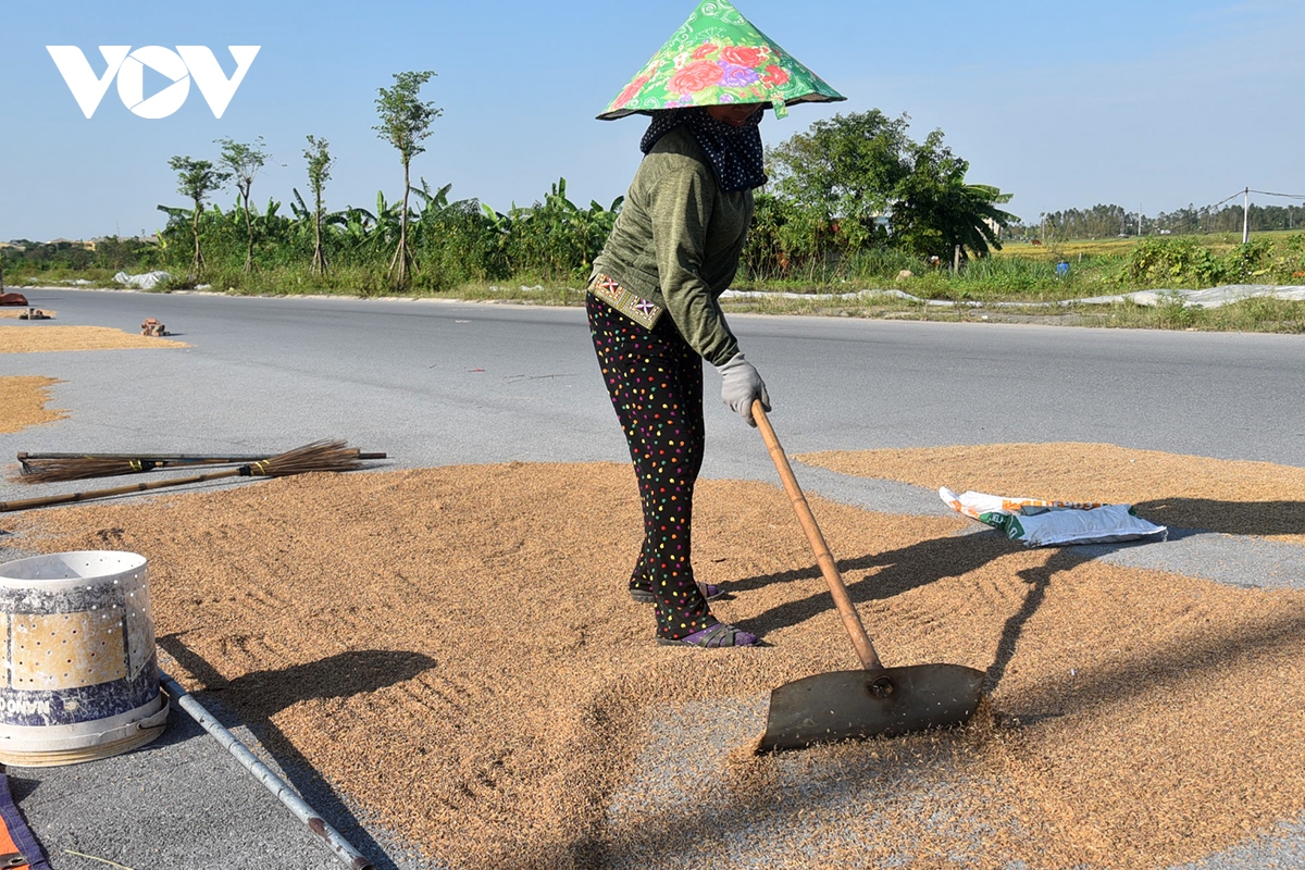 Xót xa nông dân gặt thóc thối mọc mầm phơi đầy đường ở ngoại thành Hà Nội - Ảnh 10.