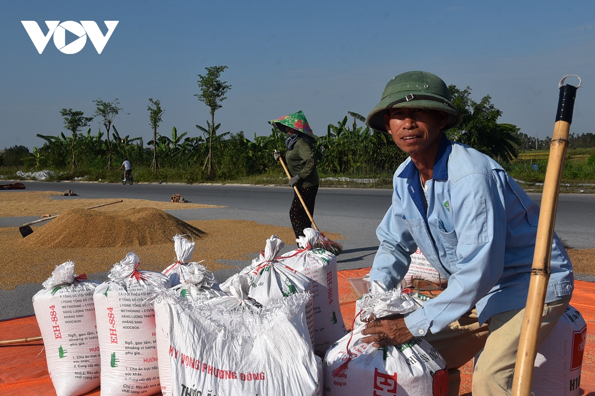 Xót xa nông dân gặt thóc thối mọc mầm phơi đầy đường ở ngoại thành Hà Nội - Ảnh 9.