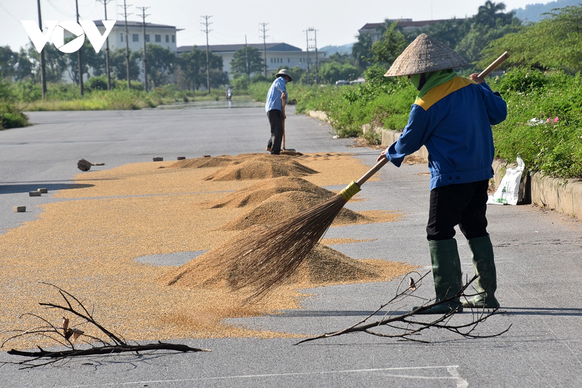 Xót xa nông dân gặt thóc thối mọc mầm phơi đầy đường ở ngoại thành Hà Nội - Ảnh 2.