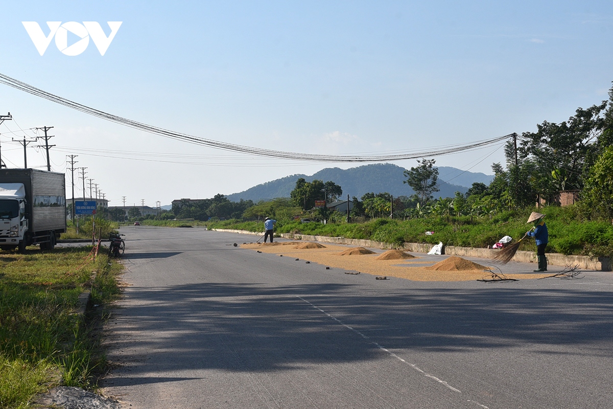 Xót xa nông dân gặt thóc thối mọc mầm phơi đầy đường ở ngoại thành Hà Nội - Ảnh 1.