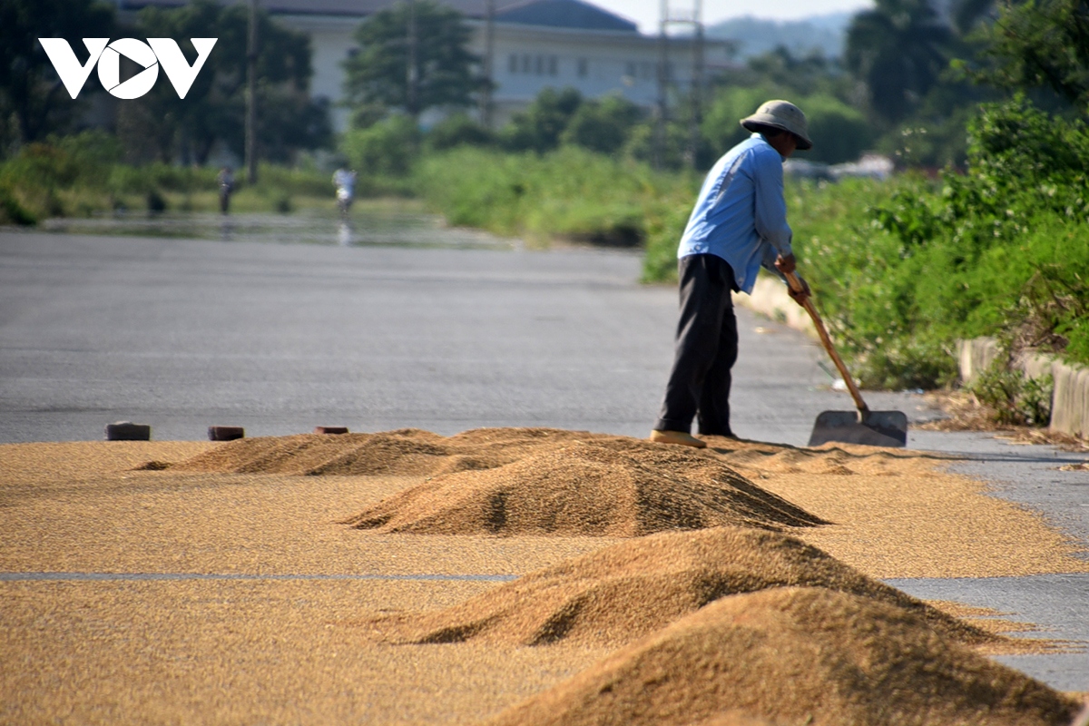 Xót xa nông dân gặt thóc thối mọc mầm phơi đầy đường ở ngoại thành Hà Nội - Ảnh 3.