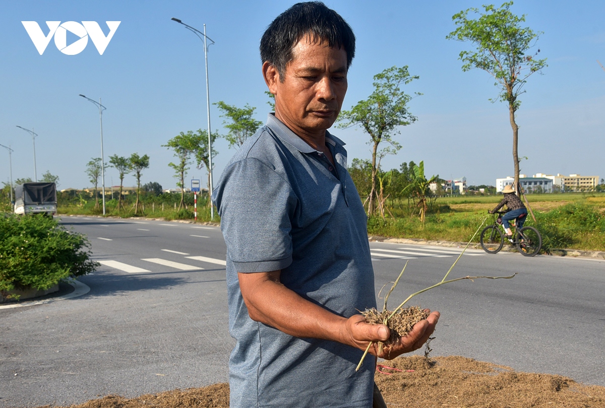 Xót xa nông dân gặt thóc thối mọc mầm phơi đầy đường ở ngoại thành Hà Nội - Ảnh 7.