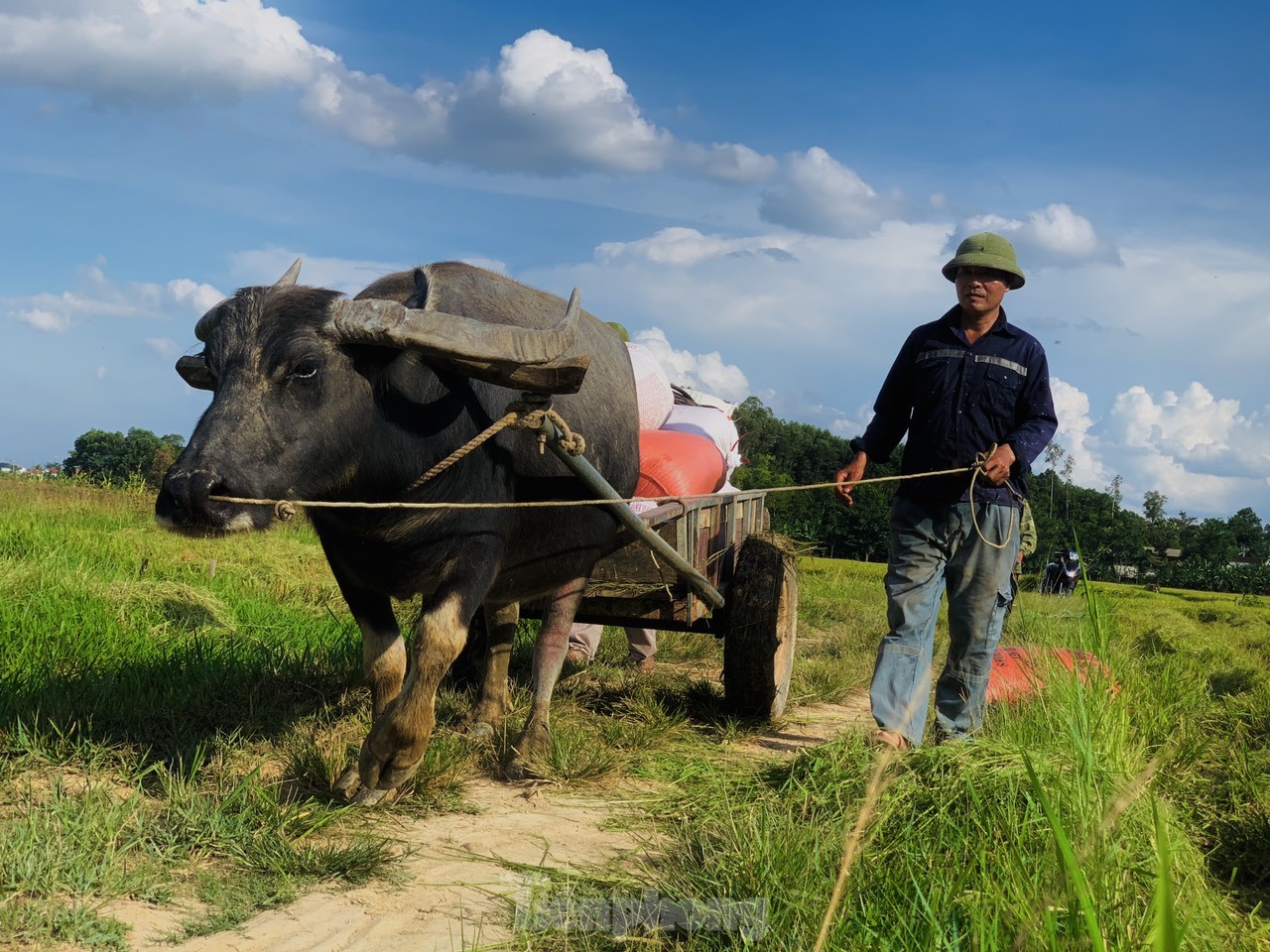 Lo ngại cơn bão số 3, nông dân hối hả gặt dù lúa chín chưa tới - Ảnh 5.