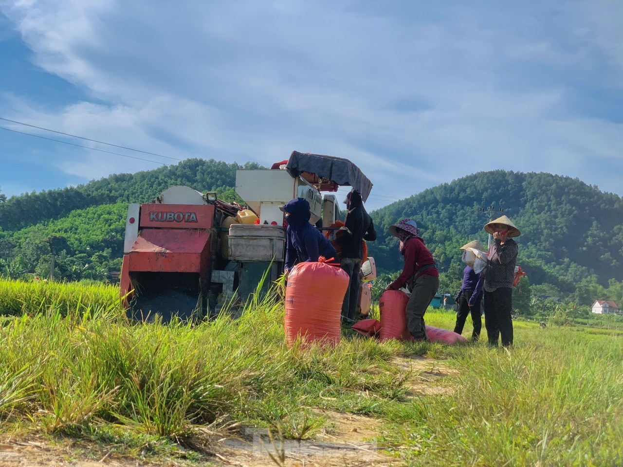 Lo ngại cơn bão số 3, nông dân hối hả gặt dù lúa chín chưa tới - Ảnh 8.