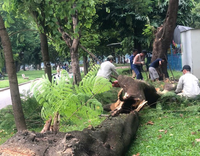 Hà Nội: Vườn thú ngưng đón khách, nhốt riêng voi, hổ, sư tử phòng chống bão Yagi - Ảnh 3.