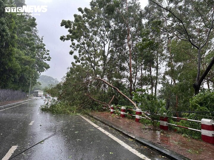 TRỰC TIẾP: Bão Yagi áp sát Quảng Ninh, mưa gió giật kinh khủng, cây đổ la liệt - Ảnh 1.