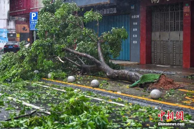 Siêu bão Yagi tấn công đảo Hải Nam: Gió lốc cuốn bay ô tô, xô đổ nhà cửa, vô số cây xanh bật gốc- Ảnh 6.