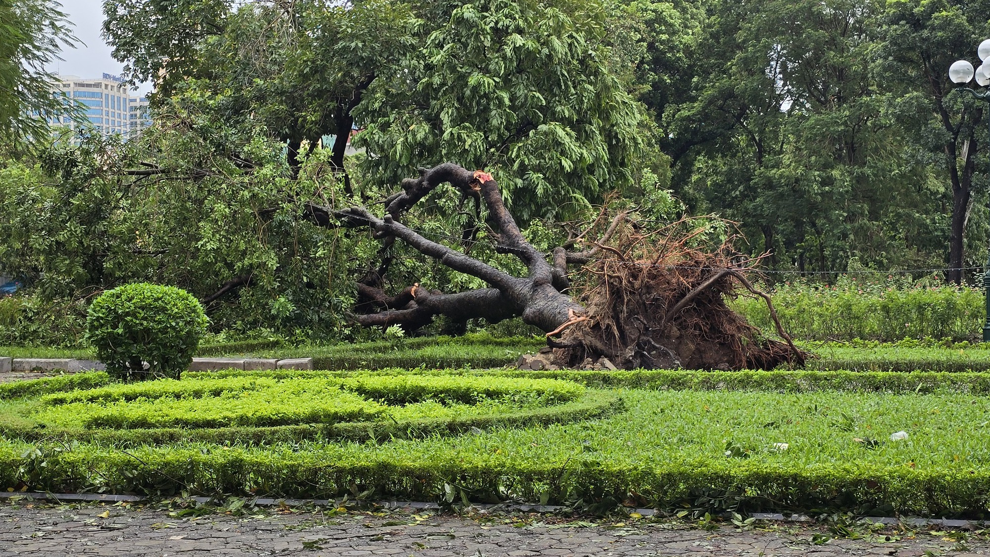 Người dân Hà Nội thẫn thờ trước khung cảnh buổi sáng của Thủ đô sau đêm bão Yagi quần thảo- Ảnh 28.