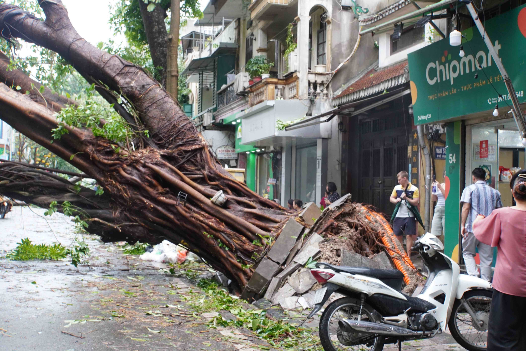 Tiếc nuối những &quot;cụ cây&quot; trăm tuổi bật gốc trong bão số 3 trên phố cổ Hà Nội- Ảnh 3.