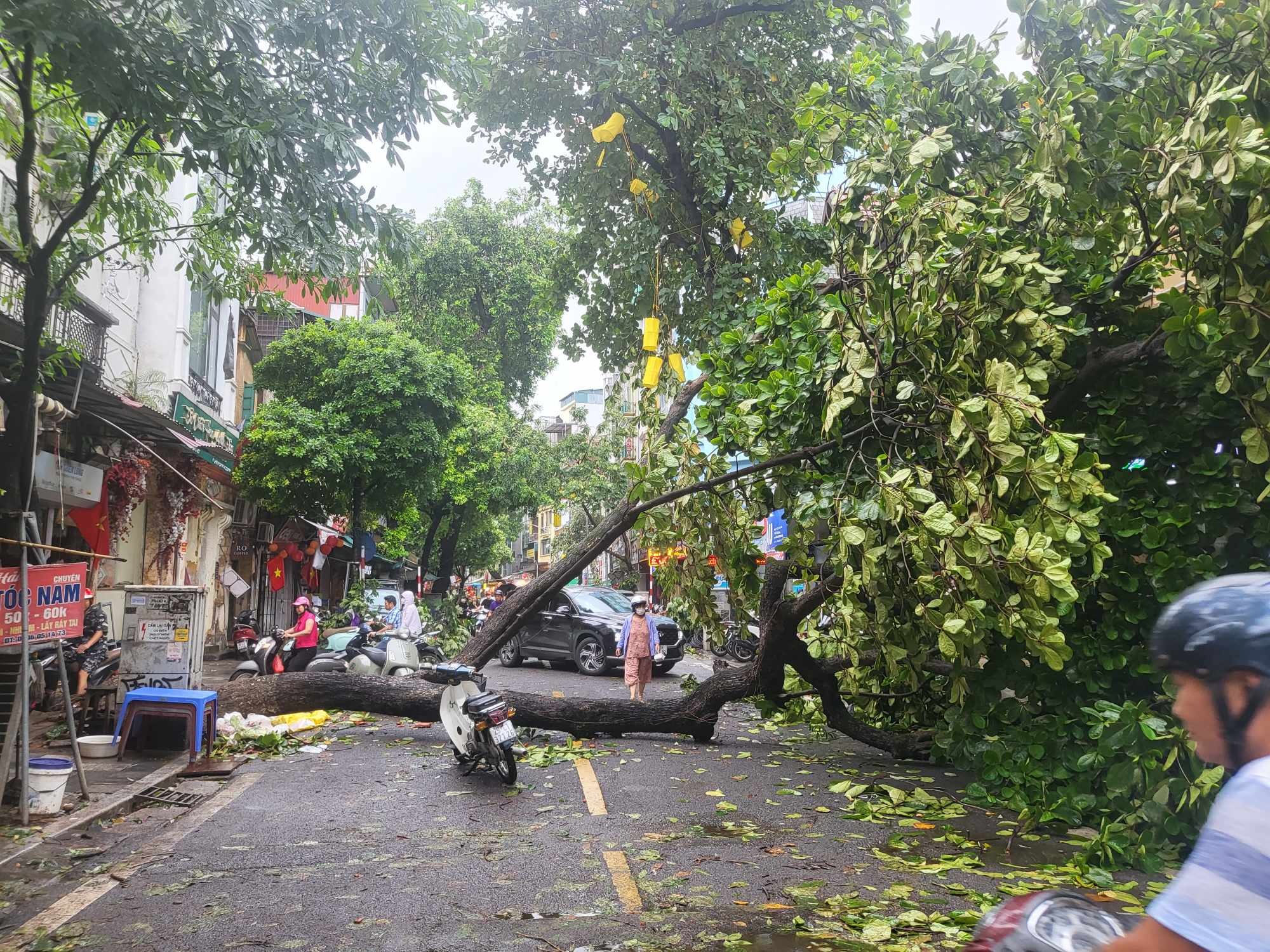 Tiếc nuối những &quot;cụ cây&quot; trăm tuổi bật gốc trong bão số 3 trên phố cổ Hà Nội- Ảnh 9.