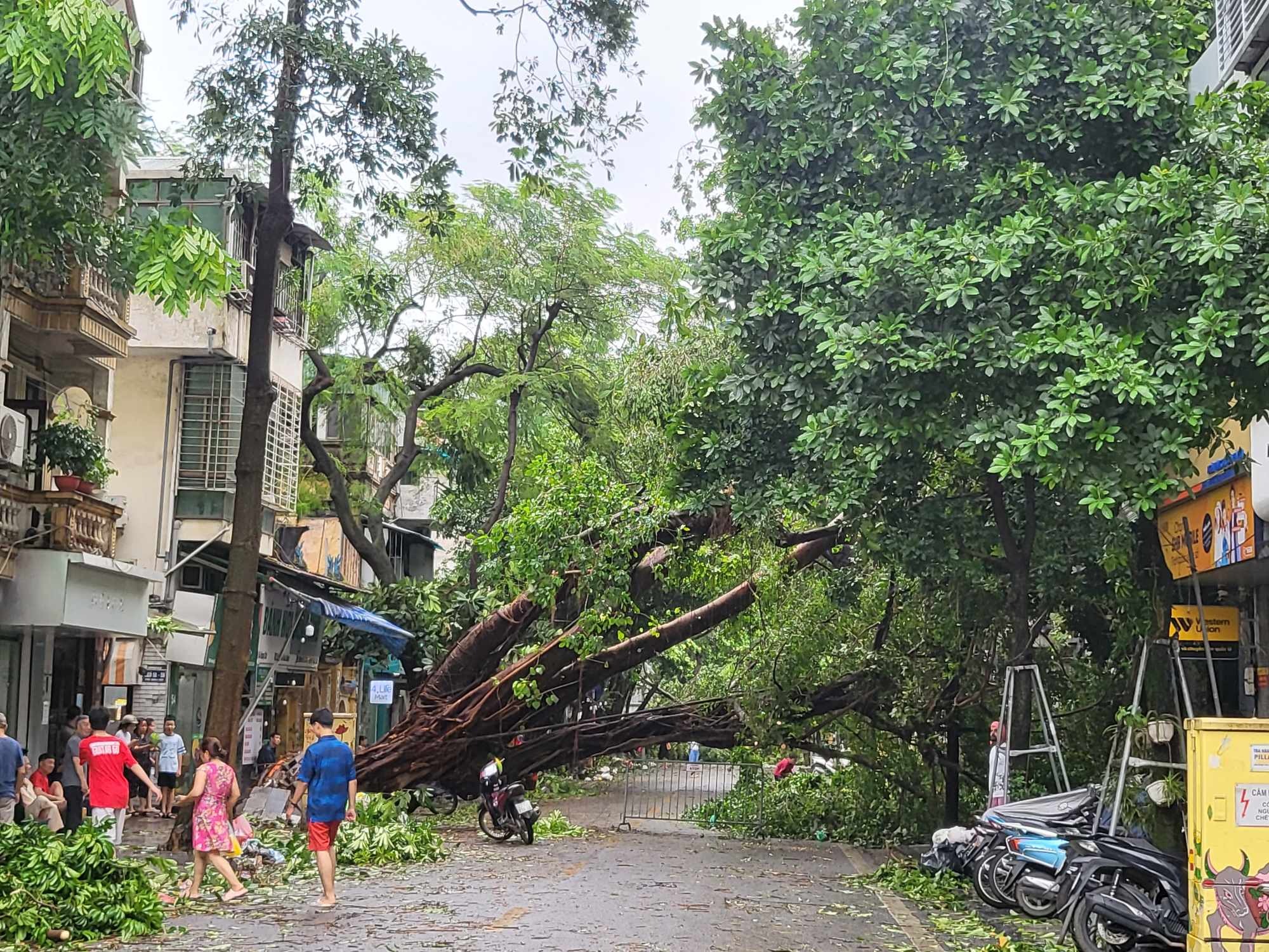 Tiếc nuối những &quot;cụ cây&quot; trăm tuổi bật gốc trong bão số 3 trên phố cổ Hà Nội- Ảnh 1.