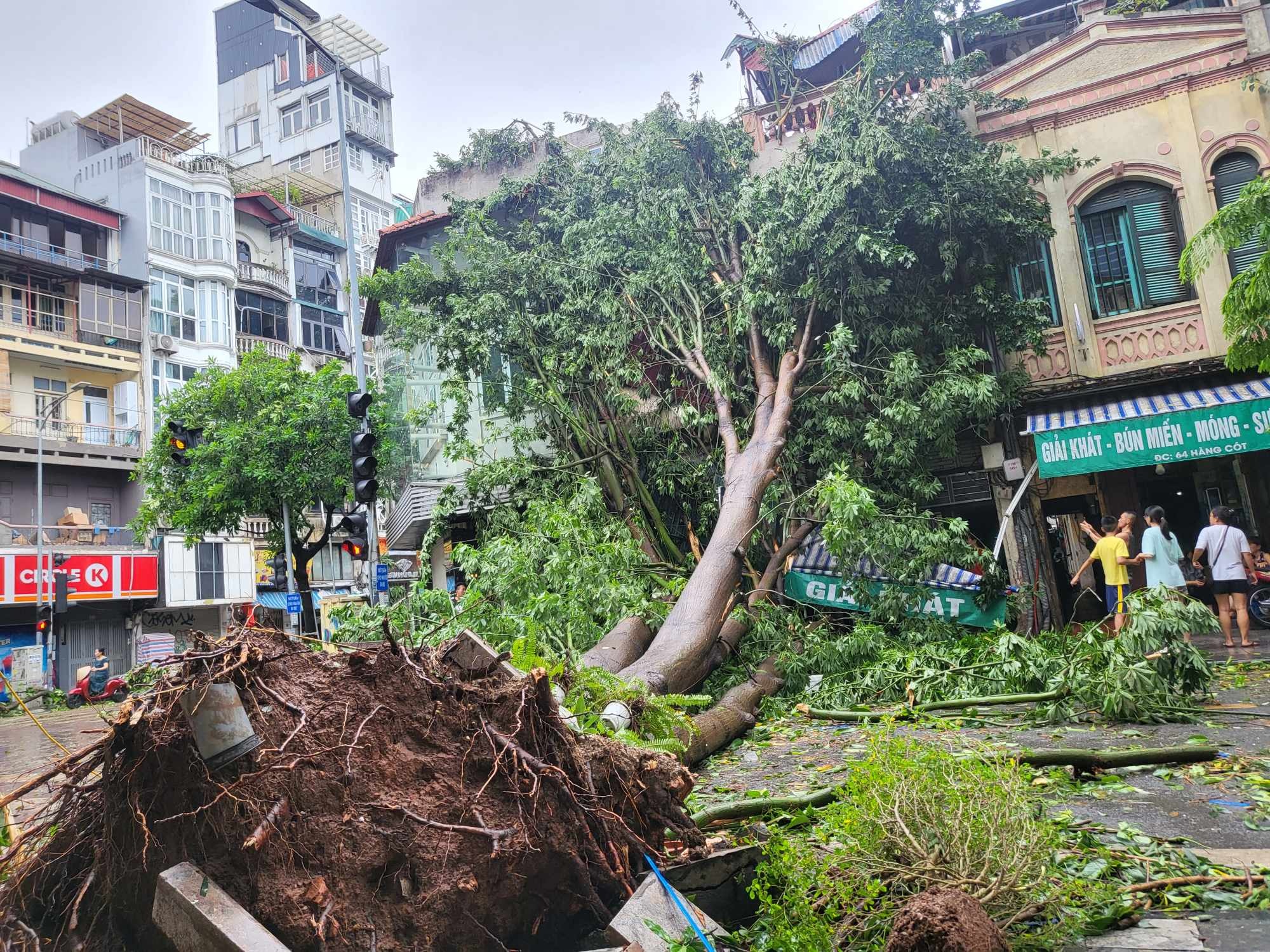 Tiếc nuối những &quot;cụ cây&quot; trăm tuổi bật gốc trong bão số 3 trên phố cổ Hà Nội- Ảnh 4.