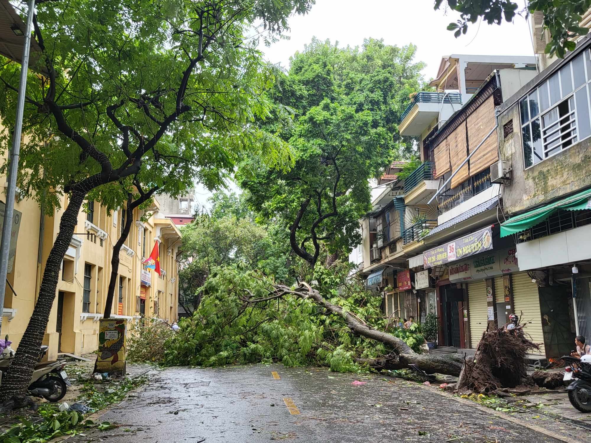 Tiếc nuối những &quot;cụ cây&quot; trăm tuổi bật gốc trong bão số 3 trên phố cổ Hà Nội- Ảnh 6.