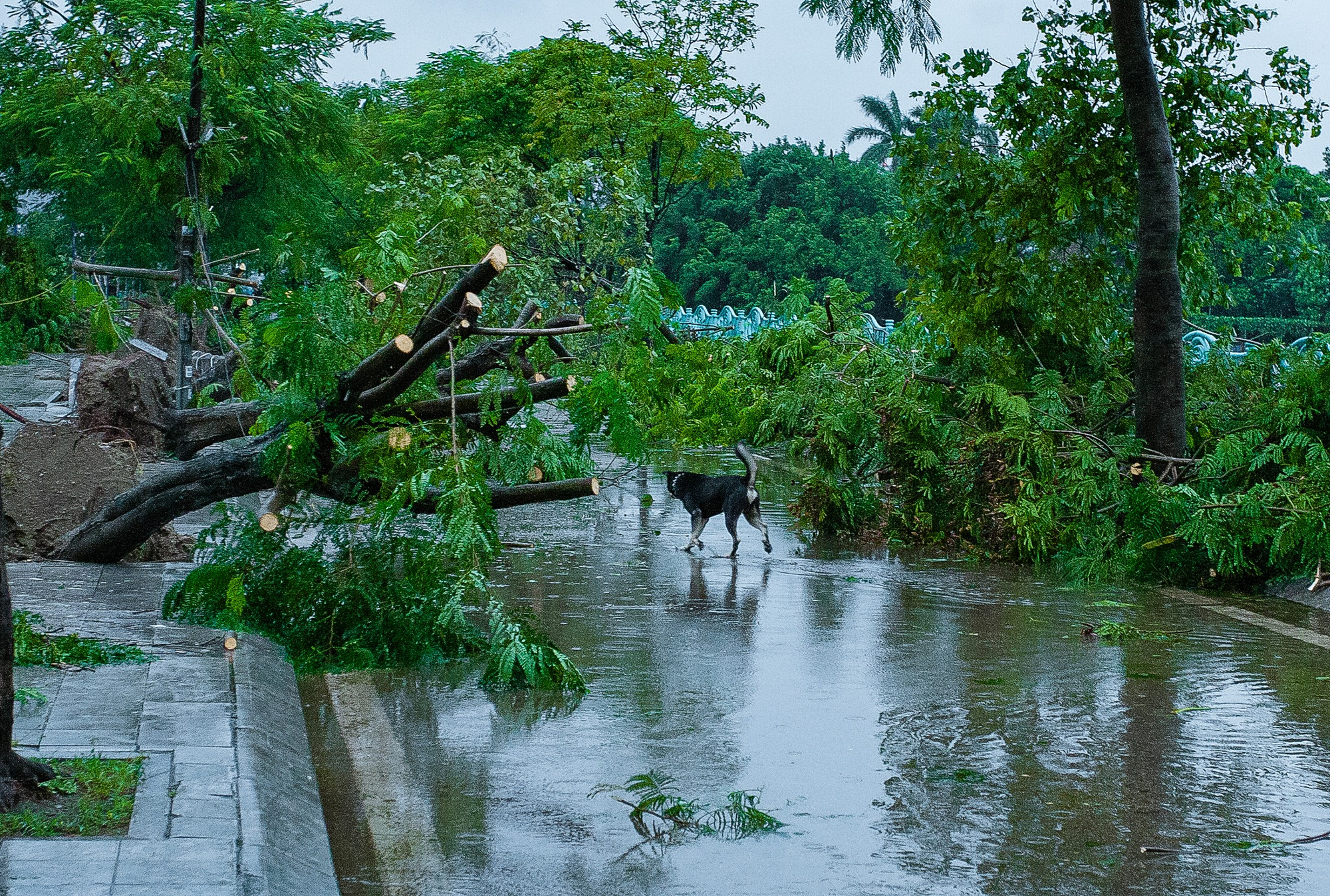 Con đường của những 