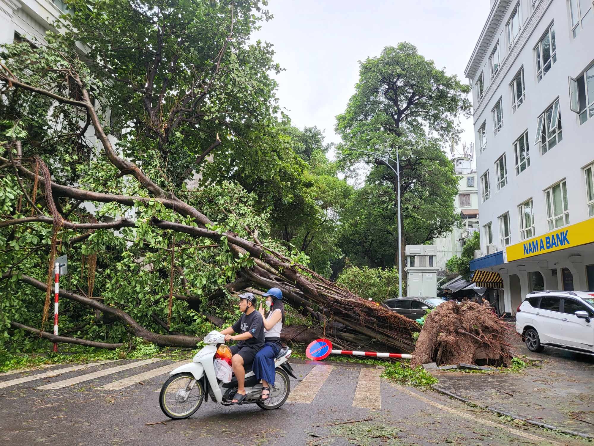 Tiếc nuối những &quot;cụ cây&quot; trăm tuổi bật gốc trong bão số 3 trên phố cổ Hà Nội- Ảnh 14.